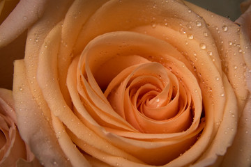 A closeup shot of an orange rose flower with water drops.