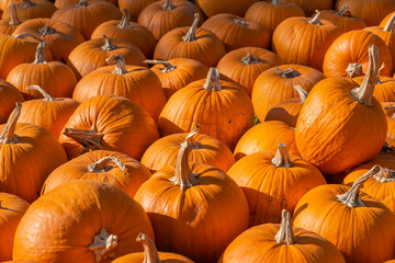 sehr viele orange Kürbisse liegen auf einem Haufen