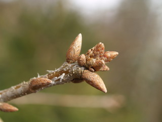 Knospe einer Eiche