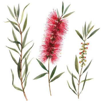 Watercolor australian callistemon flowers illustration
