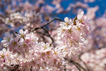 Fototapeta premium Blüten einer Zierkirsche Makro mit Bokeh