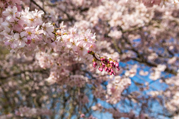 Zierkirsche mit noch geschlossenen Blüten
