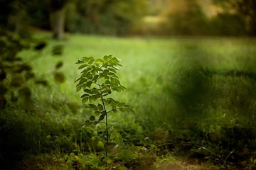 Jeune arbre