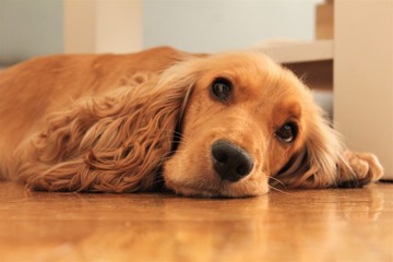dog lying on floor and looking at camera