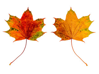 farbiges Laub im Herbst, vor weißem Hintergrund