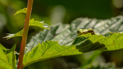 Laubfrosch I