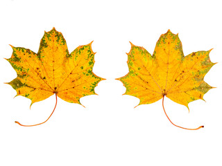 farbiges Laub im Herbst, vor weißem Hintergrund, Vorderseite und Rückseite
