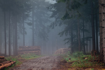 Obraz premium Waldweg im Nebel