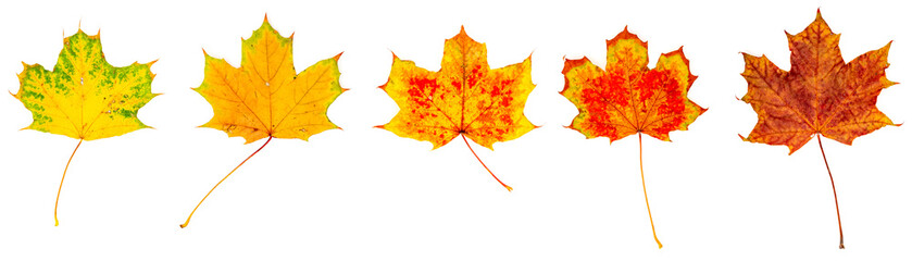 farbiges Laub im Herbst, vor weißem Hintergrund, Panorama