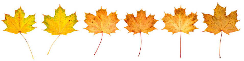 Obraz premium farbiges Laub im Herbst, vor weißem Hintergrund, Panorama