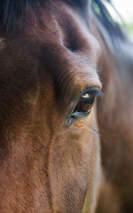 A close up of a horse eye and head of a chestnut brown equine with long eyelashes looking directly at the camera