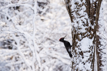 雪の中のクマゲラ