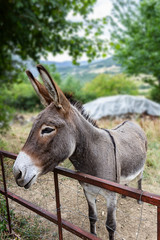 Funny donkey posing for photo