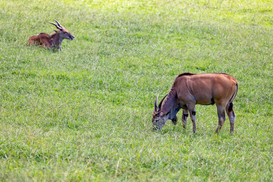 Large male eland antelope
