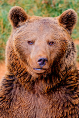 Fototapeta na wymiar Portrait of a brown spanish bear
