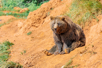 Fototapeta premium Beautiful brown spanish bear