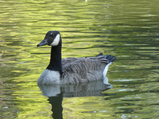 Obraz premium Canada goose (Branta canadensis) dabbling in the water