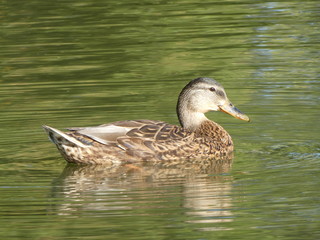 Female Mallard (Anas platyrhynchos) dabbling in the water
