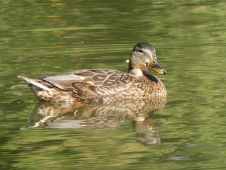 Female Mallard (Anas platyrhynchos), or Mallard Duck in Canada, dabbling in the water