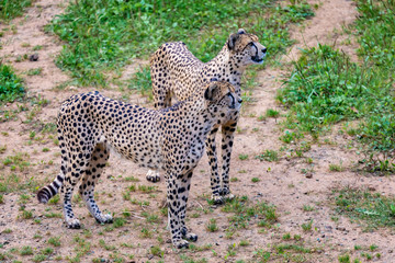 Two cheetahs in the meadow