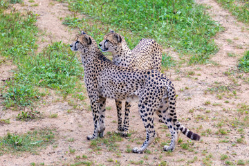 Two cheetahs in the meadow