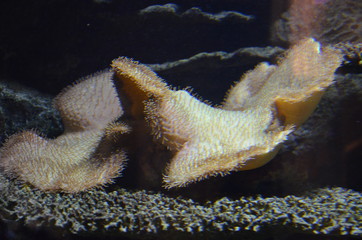 Coral in the Berlin Aquarium, Germany