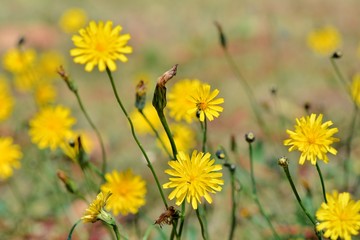 Obraz premium Fleurs d'ornement sur une route de Bretagne