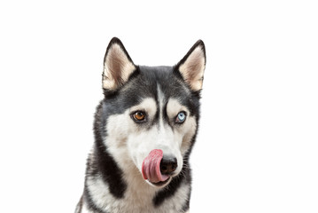 Obraz premium Zabawny pies husky czekać smakołyki i lizanie na białym tle. Pies czeka psie smakołyki