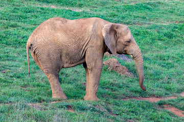 Big male elephant on a meadow