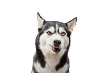 Cute husky dog wait dof food and licking nose on the white background. Dog is waiting dog treats © iwavephoto