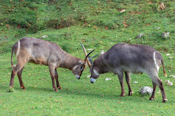 Two Oryx gazelle fighting