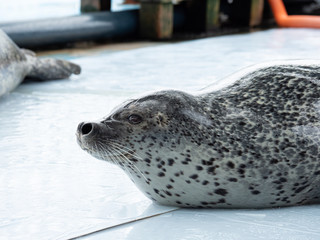 ゴマフアザラシ © 正人 竹内