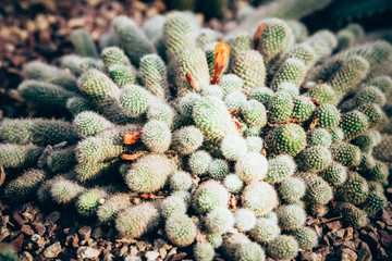 Close up shot on Golden barrel cactus cluster, wild Prickly Pear or Paddle cactus. Which is a...