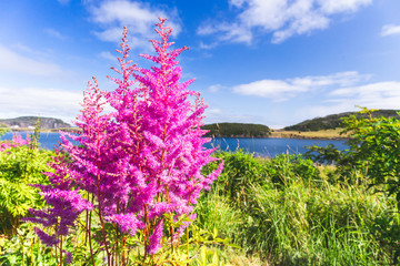 Obraz premium Purple and pink garden lupin wild flowers in Newfoundland
