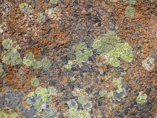 Colorful Lichen Background