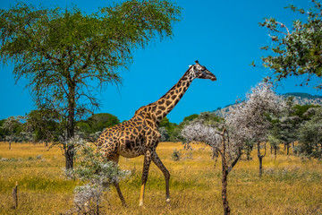 giraffe in the savanna