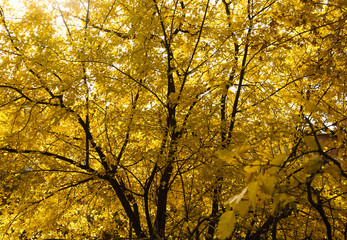 Beautiful autumn view. A tree with yellow leaves.