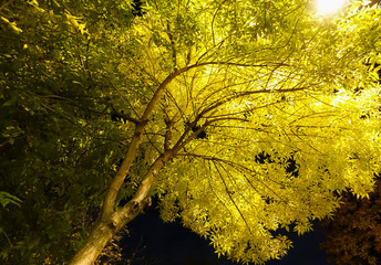 Tree with yellow leaves in the light of lanterns. Against the background of the night black sky.