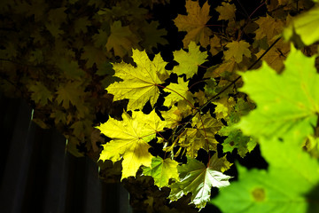 Colorful autumn maple leaves with night lighting on the streets