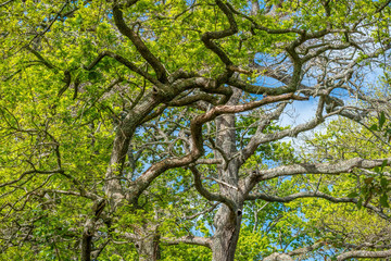 View of young oak leaves in spring