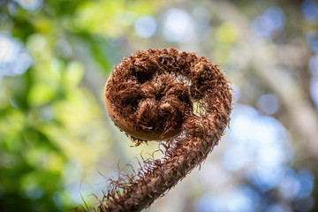 View of young undeveloped silver fern front