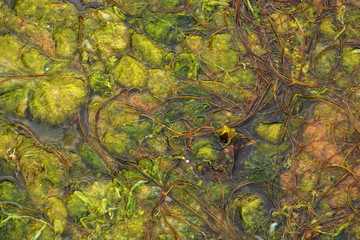 green seaweed in shallow water during low tide at atlantic coast, seaweed looks like a neural system