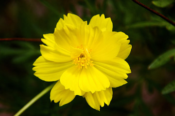 Yellow Cosmos Flower