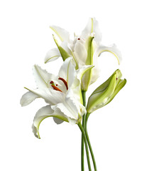 Lily flower and bud in a bouquet