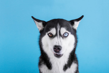 Bi-eyed husky dog on a blue background, dog wait for food