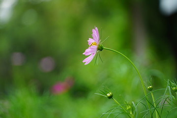pink flower
