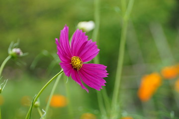 Obraz premium pink flower in the garden