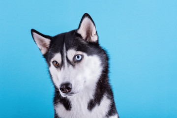 Bi-eyed husky dog on a blue background, concept of dog emotions