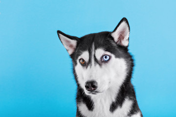 Bi-eyed husky dog on a blue studio background, concept of dog emotions