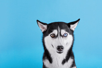 Happy smiling bi-eyed siberian husky dog on a blue studio background